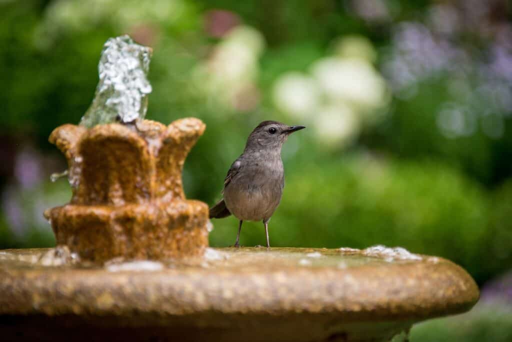 brown bird on brown fountain