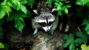 what to do if a raccoon is in your backyard