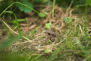 what should i do with a frog in my garden