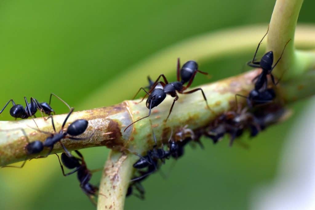 how to kill ants without killing plants