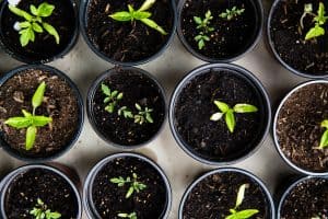 easy seeds to grow in a cup
