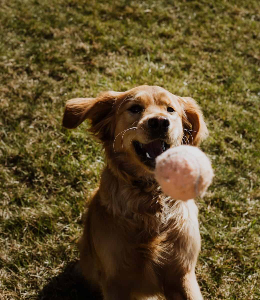 Tetherball for Dogs Backyards Not Barnyards