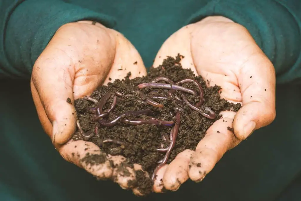 how to find worms in your backyard