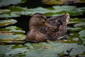 how to keep a backyard duck pond clean