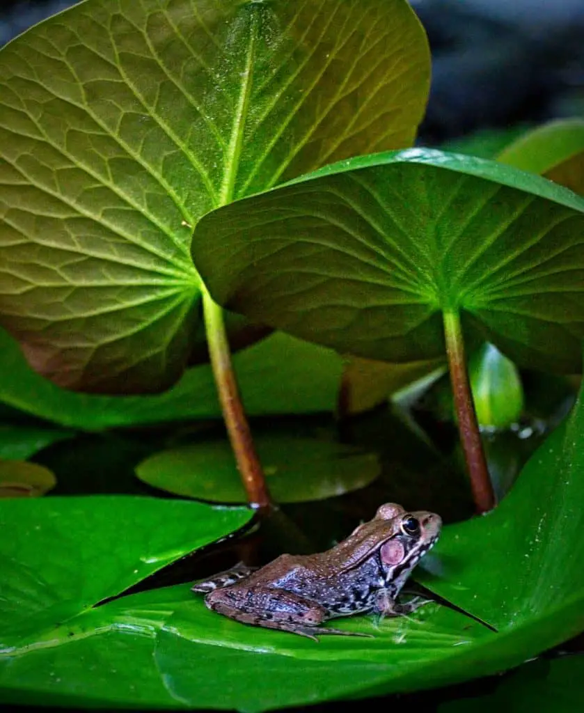 How to make a frog pond in your backyard