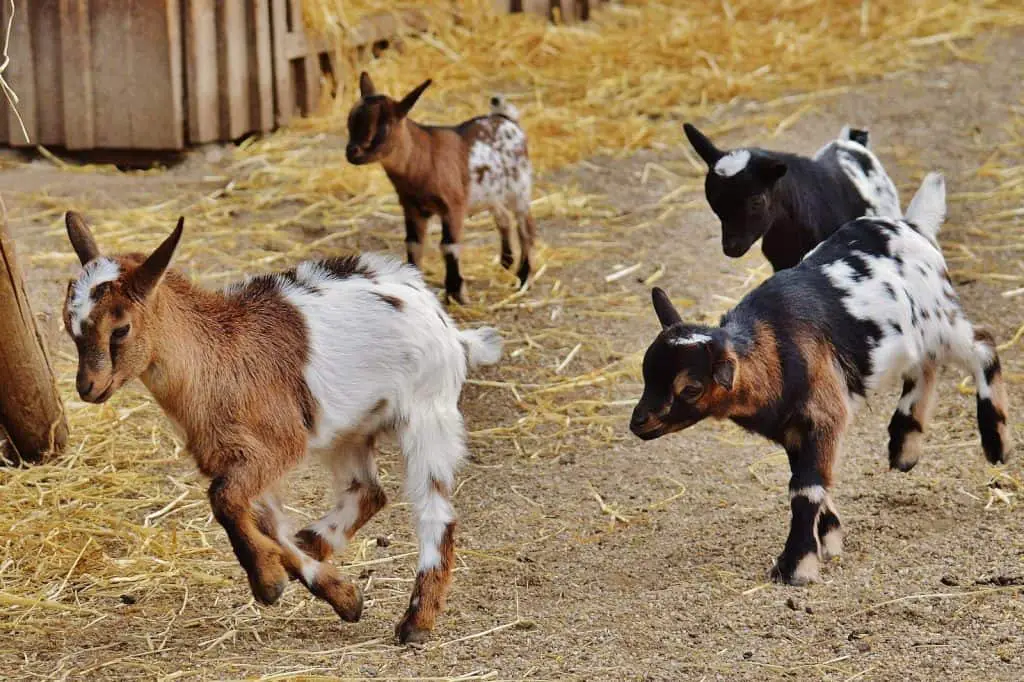 How to Raise Goats in Your Backyard