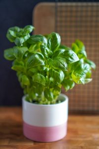 easy seeds to grow in a cup