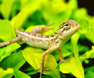 how long do garden lizards live