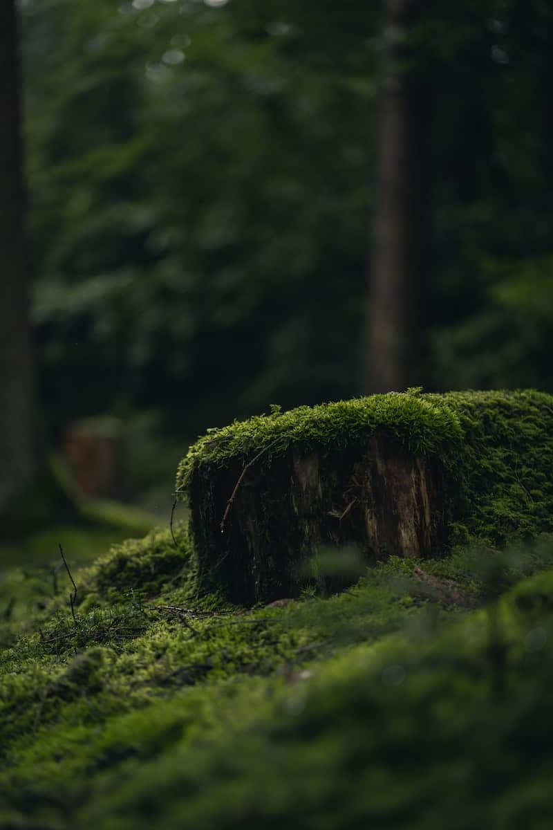 How to Grow Moss Between Pavers Backyards Not Barnyards