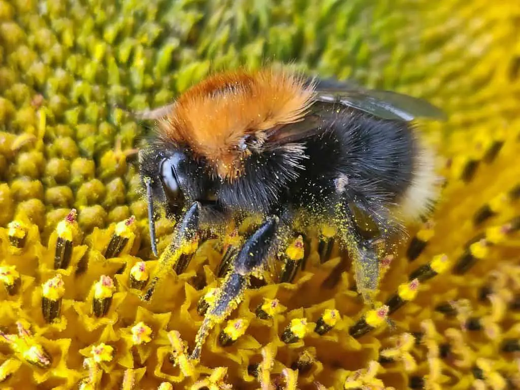 How to get rid of bumble bees in backyard