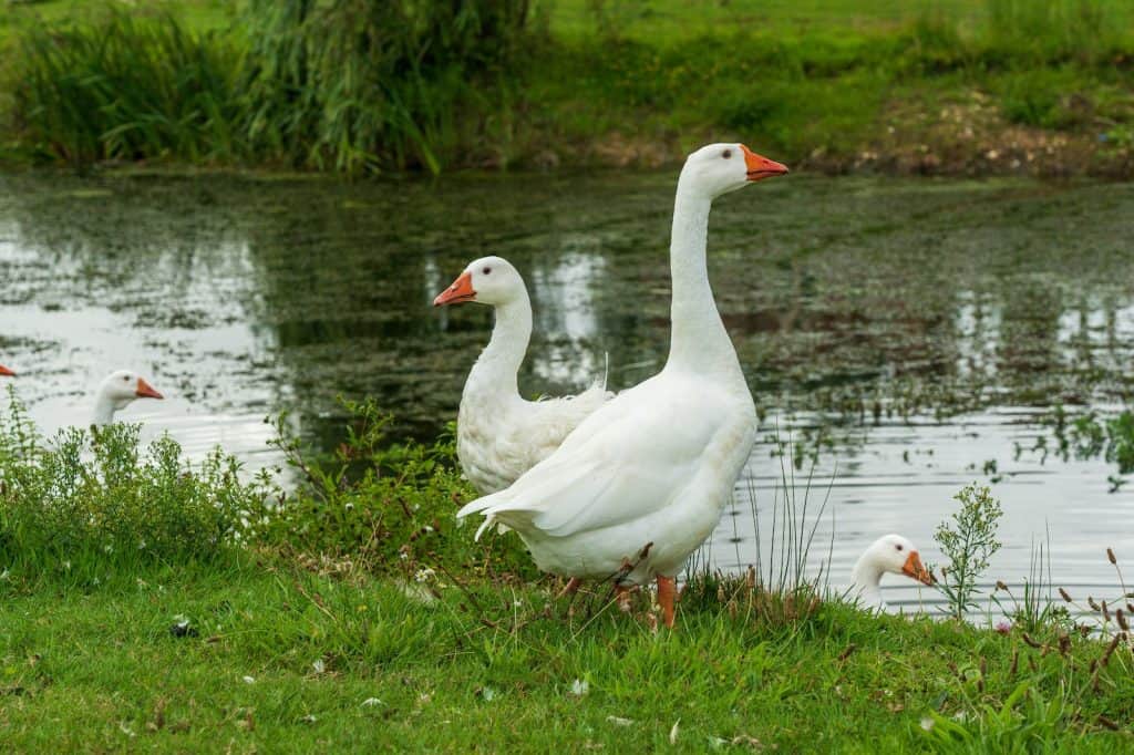 how to stop geese from pooping in yard