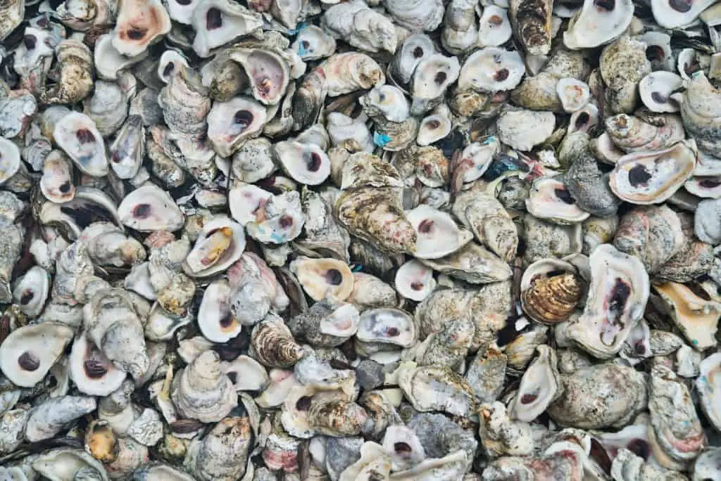 Are Oyster Shells Good for the Garden