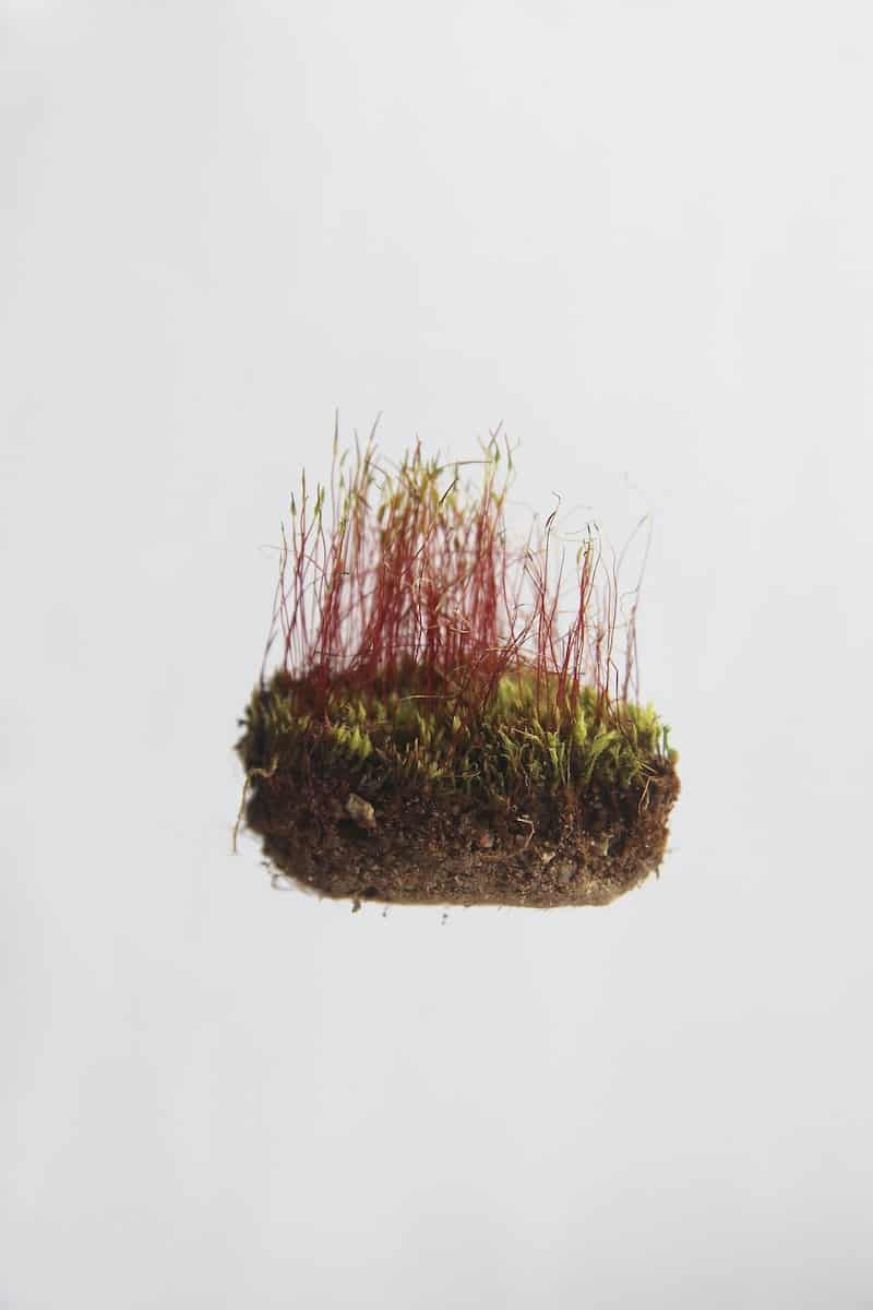 How to Grow Moss Between Pavers Backyards Not Barnyards