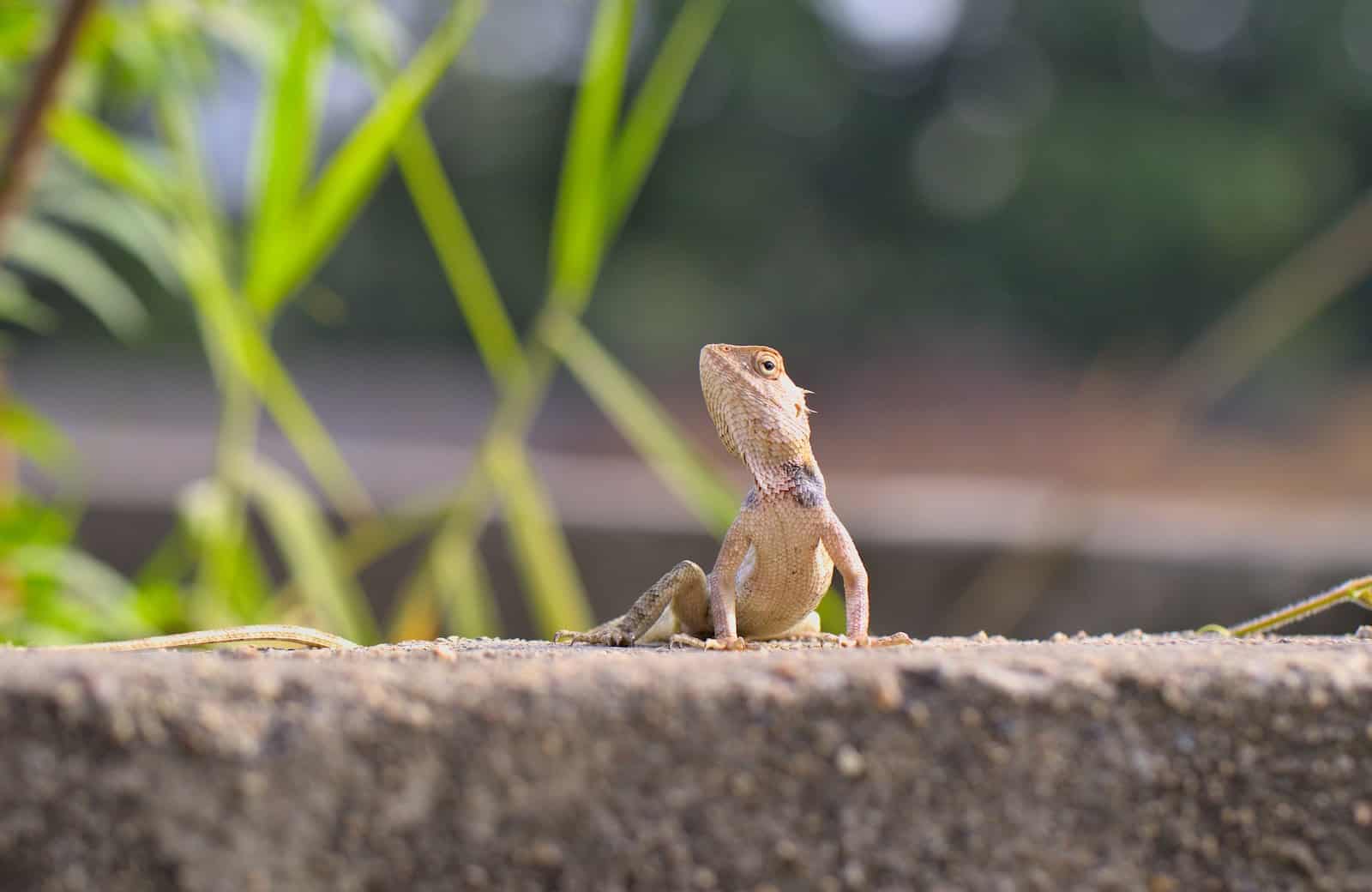 How Long Do Garden Lizards Live? Backyards Not Barnyards