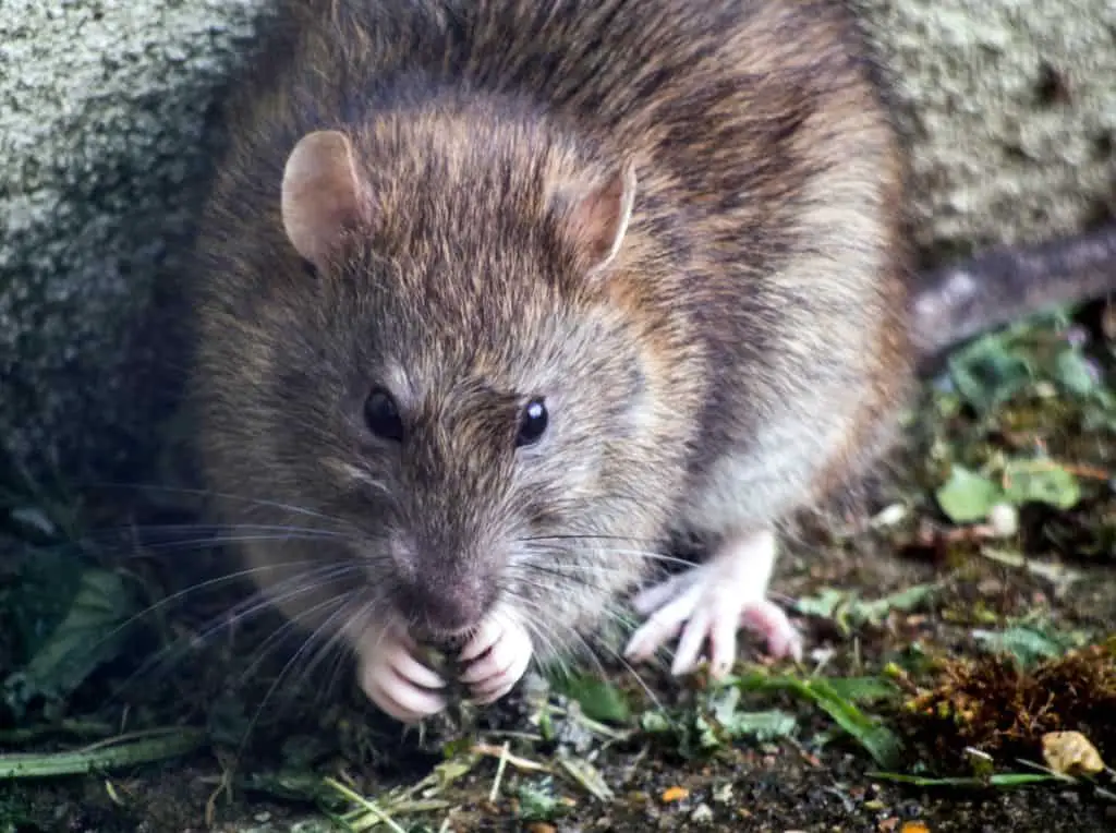 How to Get Rid of Rat Holes in Yard