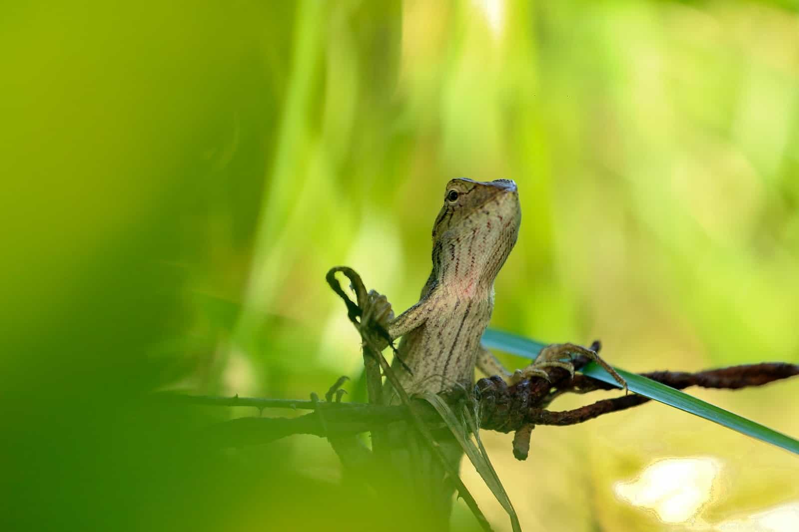 How Long Do Garden Lizards Live? Backyards Not Barnyards