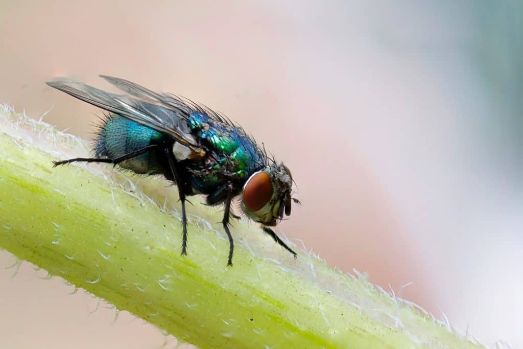 How to get rid of gnats in backyard
