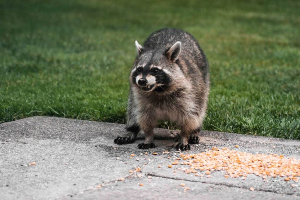 what to do if a raccoon is in your backyard