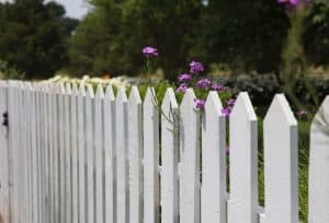 backyard sunflower fence