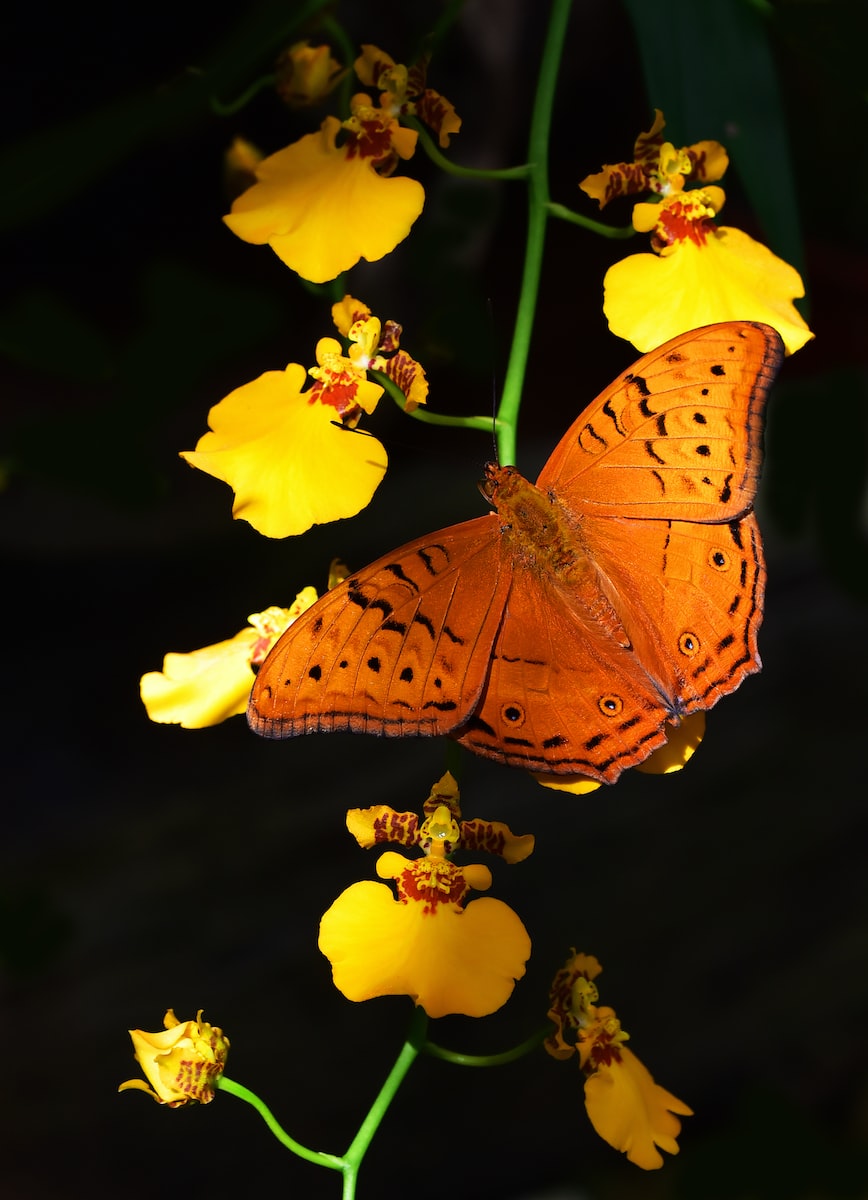 Butterfly Garden