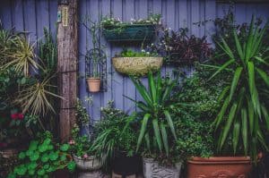 photo of green linear plants, vertical garden