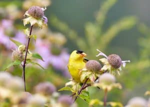 potted plants that attract birds