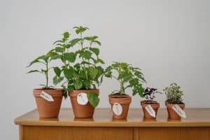 vegetable combination ideas for container gardens