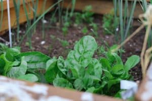 herbs that can be planted together