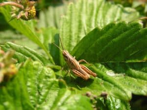 brown grasshopper perched on leaf during day