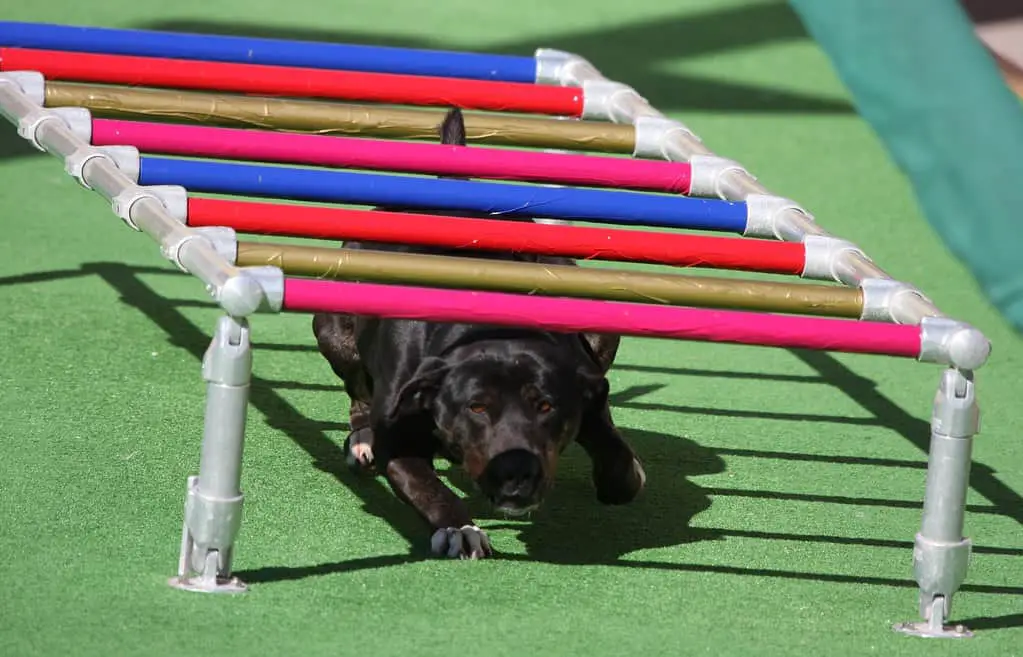 backyard obstacle course for dogs