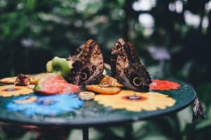 two butterflies on tabletop