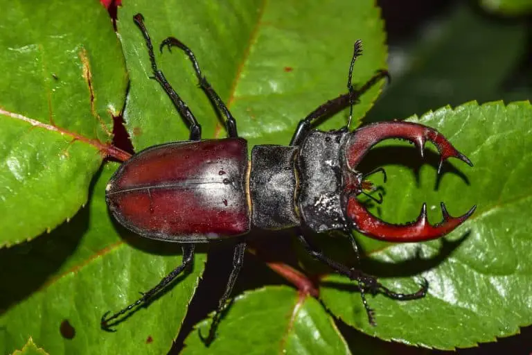 beneficial insects for gardens