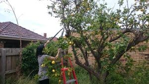 pruning lemon tree