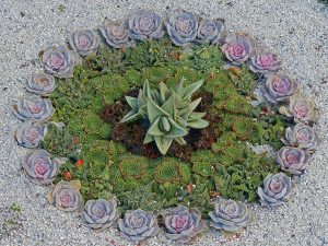 Succulents planted in a circular pattern