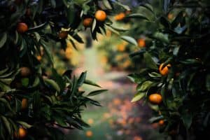 Citrus trees