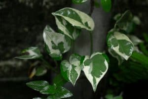 a close up of a plant with green and white leaves