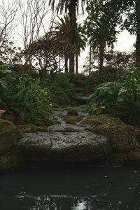 pathway between plants facing pond