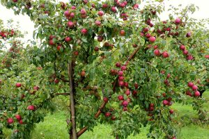 Apple trees