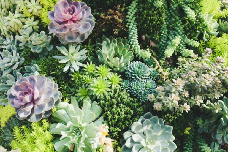 vertical succulent display