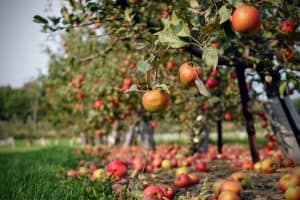 Planting and Caring for Apple Trees