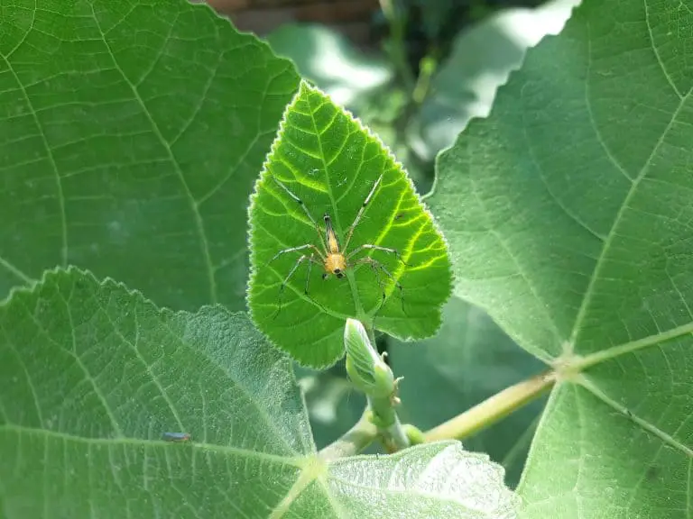 natural pest control plants