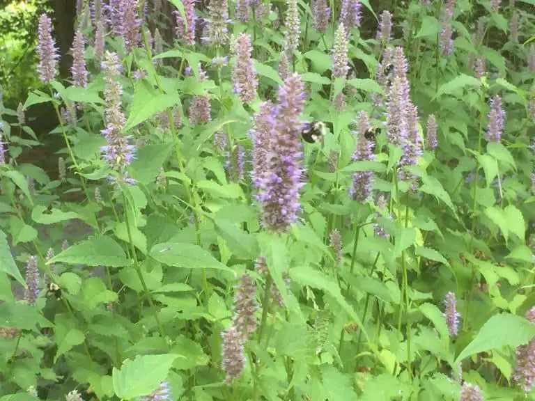 perennial herbs for bees and butterflies