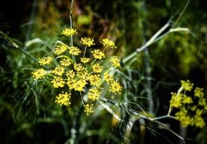 bronze fennel