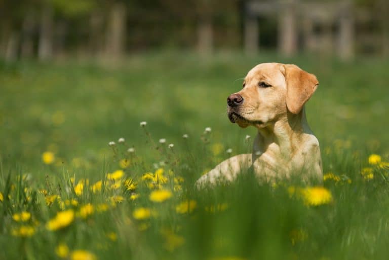 pet-friendly garden design