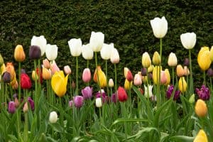 a field of colorful tulips