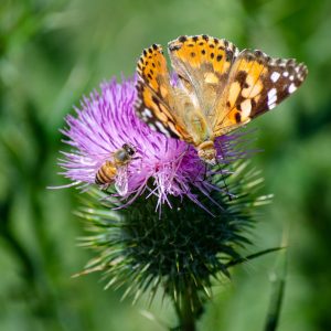two butterflies are sitting on a purple flower