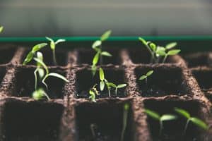 selective focus photo of plant spouts