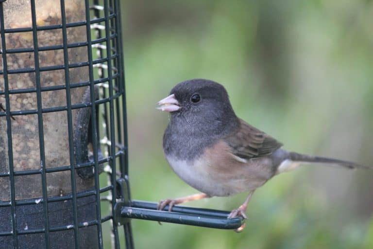 diy bird feeders