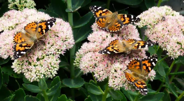 Butterfly Attracting Plants
