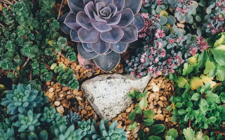 Companion Plants for Pest Control